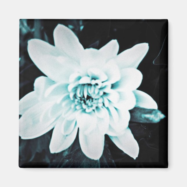 Imã Chrysanthemum (Frente)