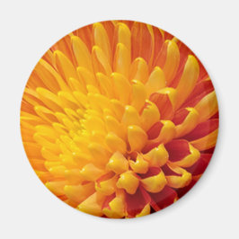 Imã Chrysanthemum Amarelo e Laranja