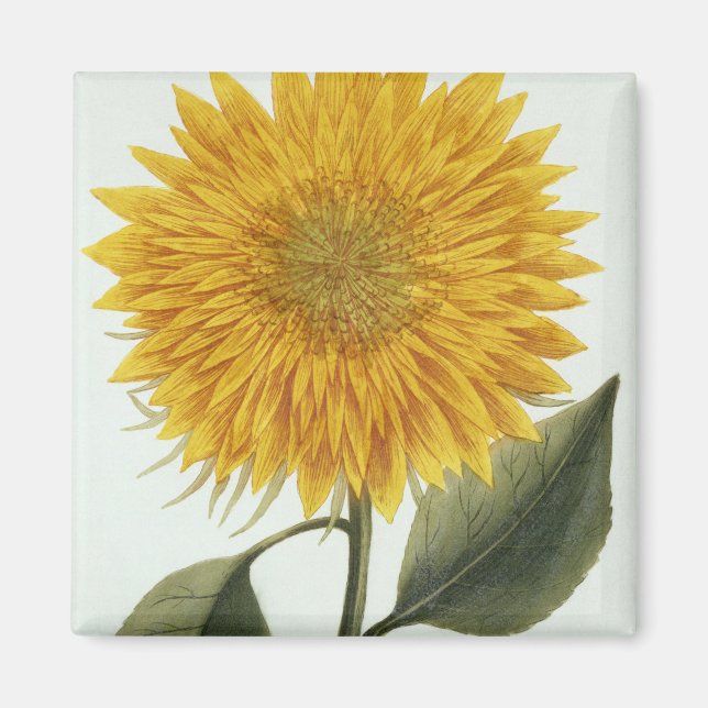 Imã Chrysanthemum Indicum do 'Pythanthoza Iconograph (Frente)