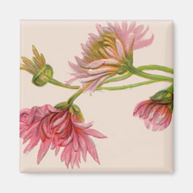Imã Chrysanthemum - Magnet (Frente)