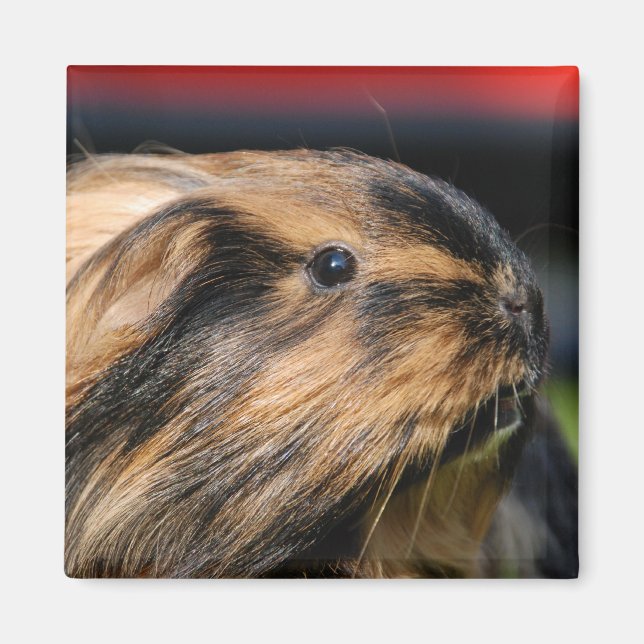 Imã Chubbles Magnet (Frente)