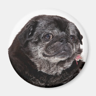Imã Chubbs O Magno De Wampug
