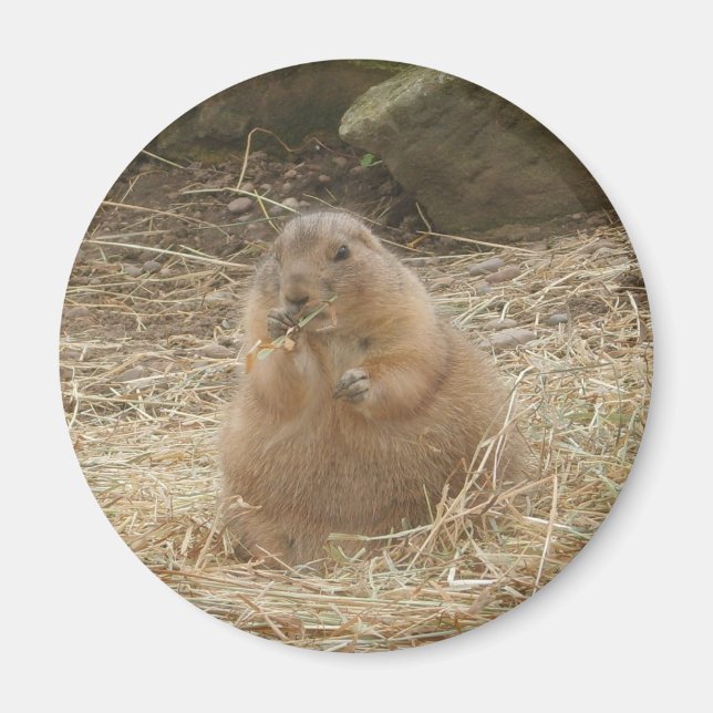 Imã Chubby Prairie Dog (Frente)