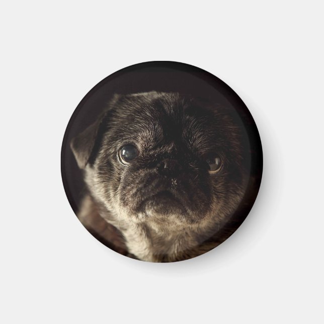 Imã Chube o preto de Wampug no ímã preto (Frente)