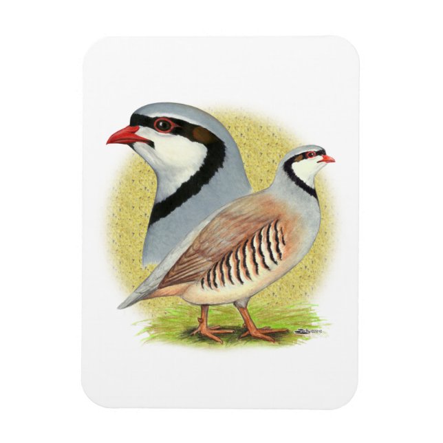 Ímã Chukar Partridge Combo (Vertical)