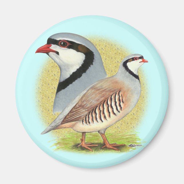 Imã Chukar Partridge Combo (Frente)