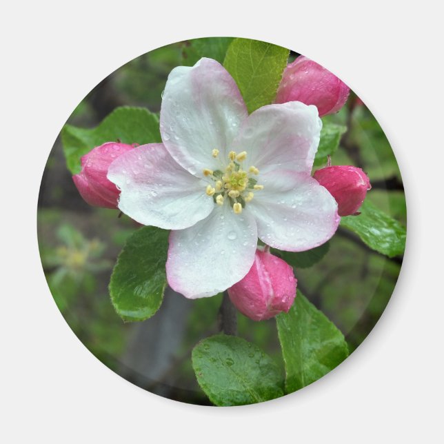 Imã Chuva cai em flor pequena (Frente)