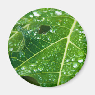 Imã Chuva cai sobre folha de Papaya Verde Tropical