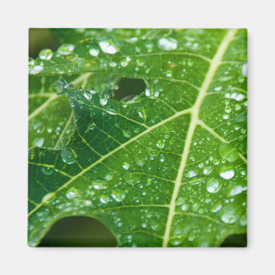 Imã Chuva cai sobre folha de Papaya Verde Tropical