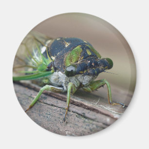 Imã Cicada
