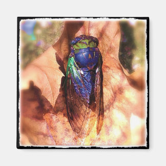 Imã Cicada