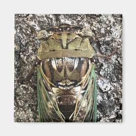 Imã Cicada