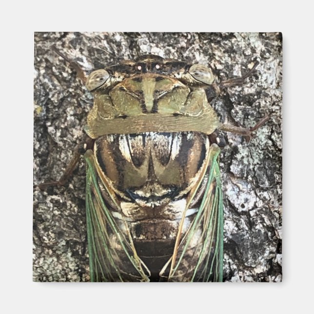 Imã Cicada (Frente)