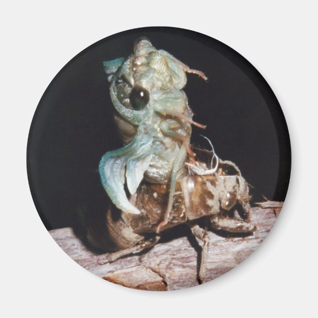 Imã Cicada Emergente da Shell (Frente)