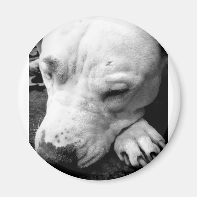 Imã cicatriz do harry potter cachorro pit bull branco (Frente)