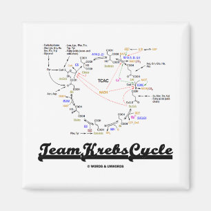Imã Ciclo de grupo Krebs (Ciclo do ácido cítrico - T
