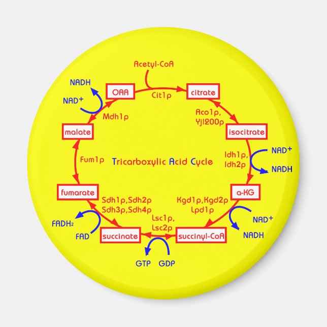 Imã ciclo do ácido tricarboxílico (Frente)