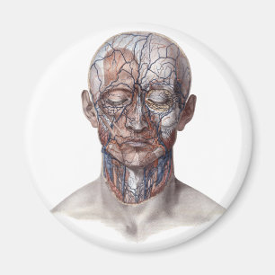 Imã Ciência de Anatomia Humana Vintage, Cabeça Gargant