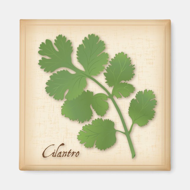 Imã Cilantro Herb (Frente)