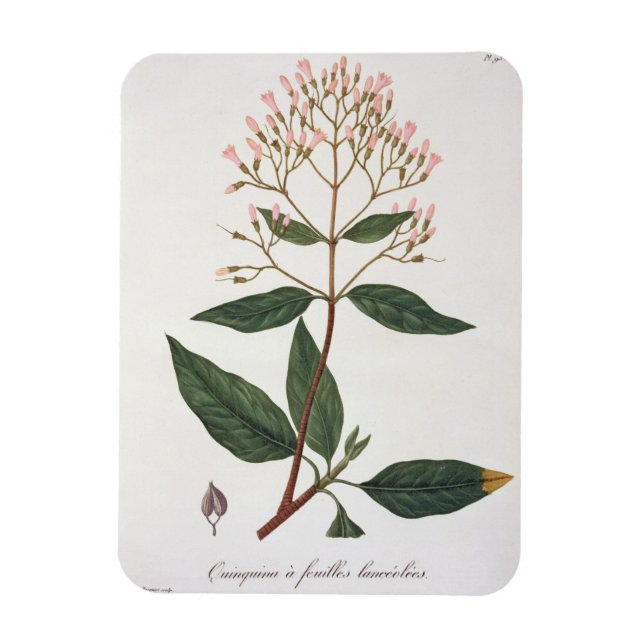 Ímã Cinchona de 'Phytographie Medicale' por Joseph Ro (Vertical)