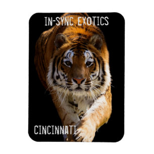 Ímã Cincinnati Tiger -