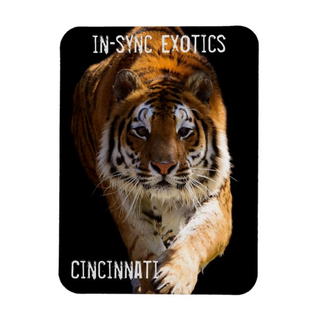 Ímã Cincinnati Tiger - (Vertical)
