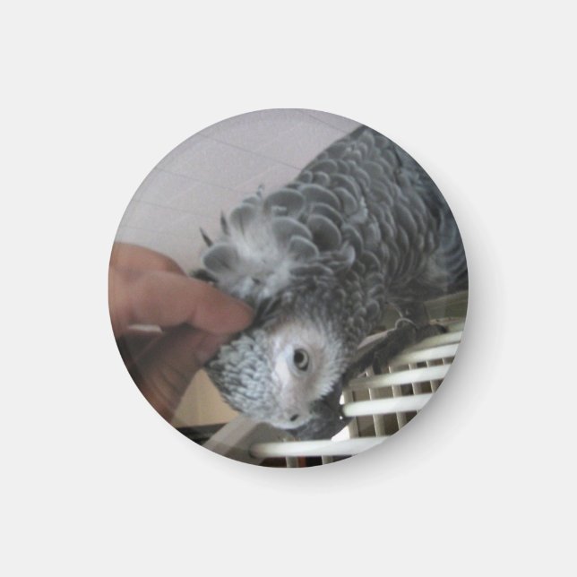 Imã Cinza africana, Papagaio, arranhado na cabeça (Frente)