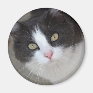 Imã Cinza bonito e gato branco