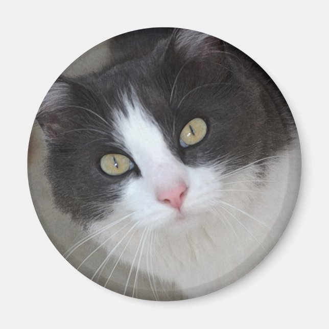 Imã cinza bonito e gato branco (Frente)