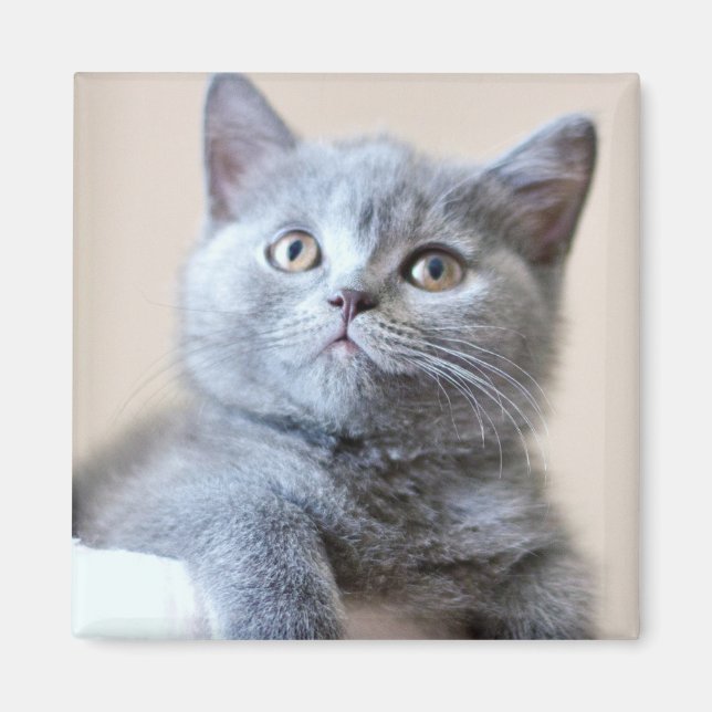 Imã Cinza British Shorthair Cat (Frente)