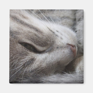 Imã Cinza Gato