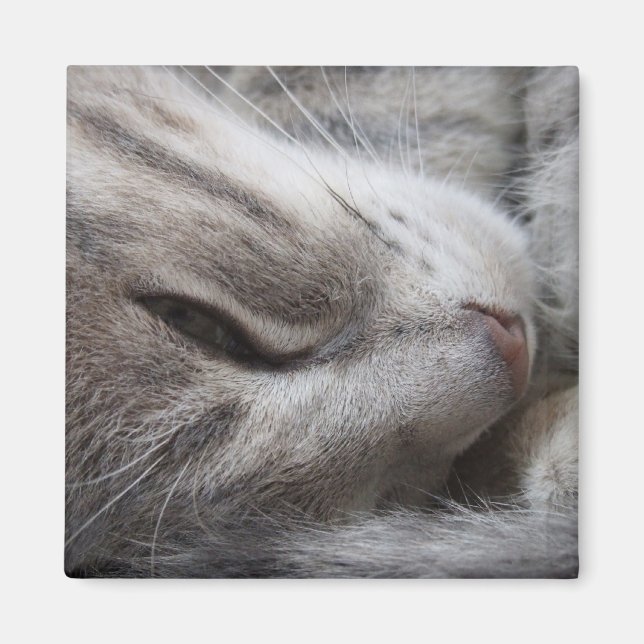 Imã Cinza Gato (Frente)