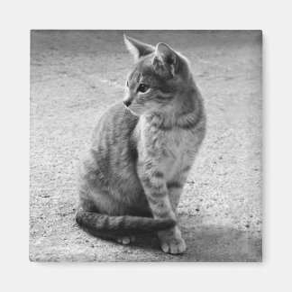Imã Cinza Gato