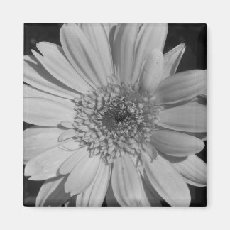 Imã Cinza Gerbera Magnet