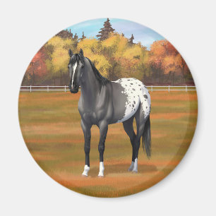 Imã Cinza Grulla Appaloosa Quarter Horse Stallion
