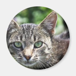 Imã Cinza Stripe Cat com olhos verdes