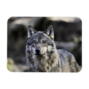 Ímã Cinza Wolf