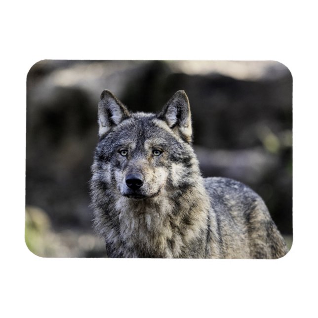Ímã Cinza Wolf (Horizontal)