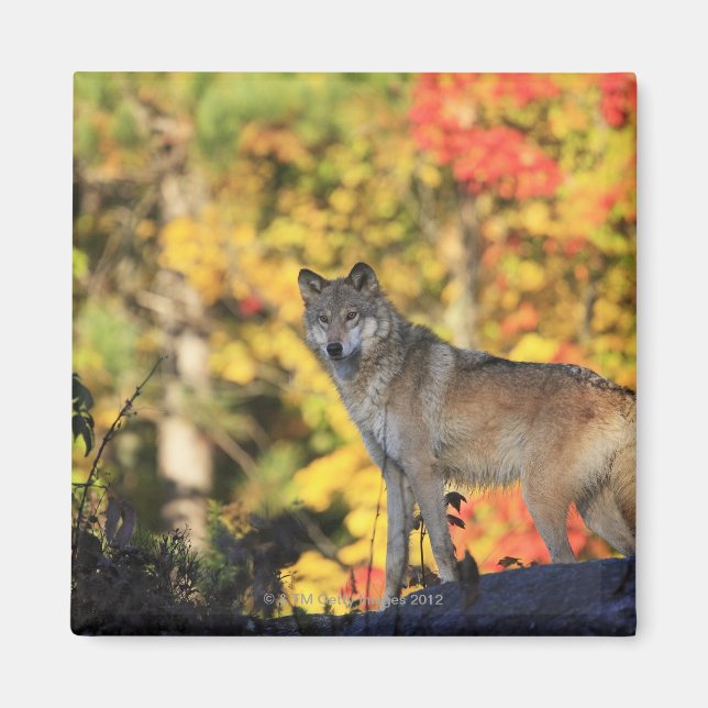 Imã Cinza Wolf Canis lupus.order: carnívorafamily (Frente)