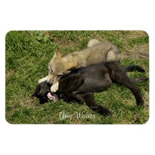 Ímã Cinza Wolf Pups Wildlife Magnet