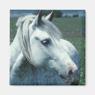 Imã Cinzas aplainadas em Pastas Flores