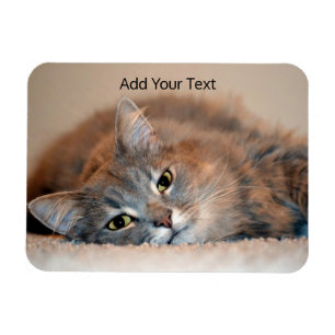 Ímã Cinzas, Tan, gato de cabelos compridos branco por