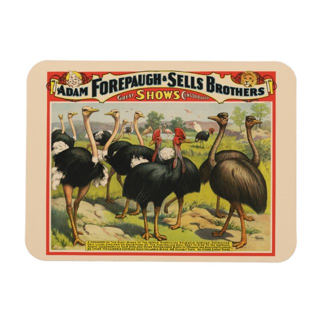 Ímã Circo Vintage Mostrando Avestruzes E Aves Grandes. (Horizontal)