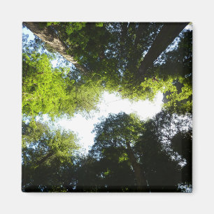 Imã Círculo de Árvores Redwood no Parque Nacional Redw