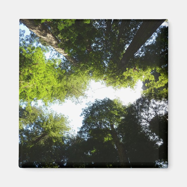 Imã Círculo de Árvores Redwood no Parque Nacional Redw (Frente)