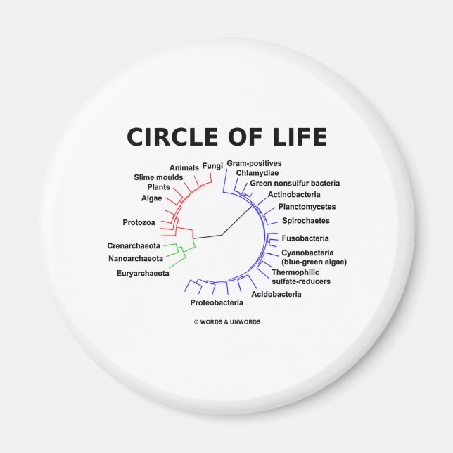 Imã Círculo De Vida (Árvore Filogenética Circular) (Frente)