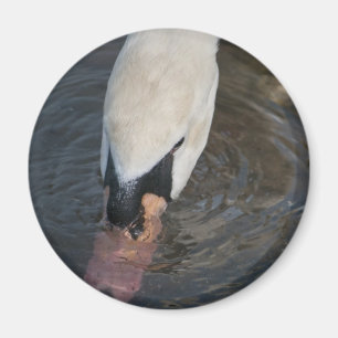 Imã Cisne