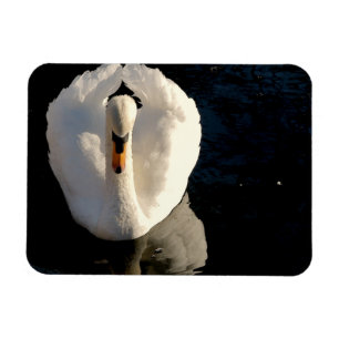 Ímã Cisne