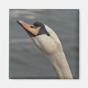 Imã Cisne