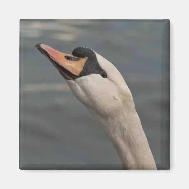 Imã Cisne (Frente)